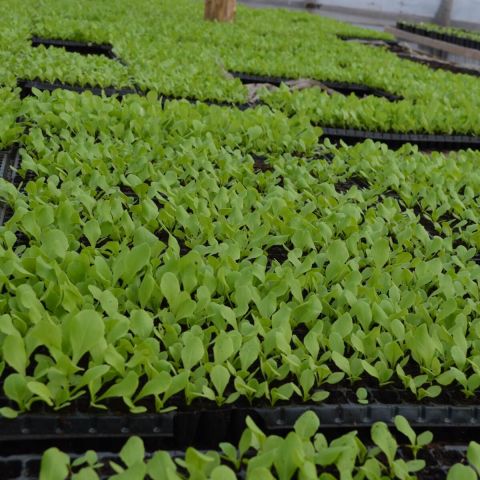 Repicarea rasadului de salata verde