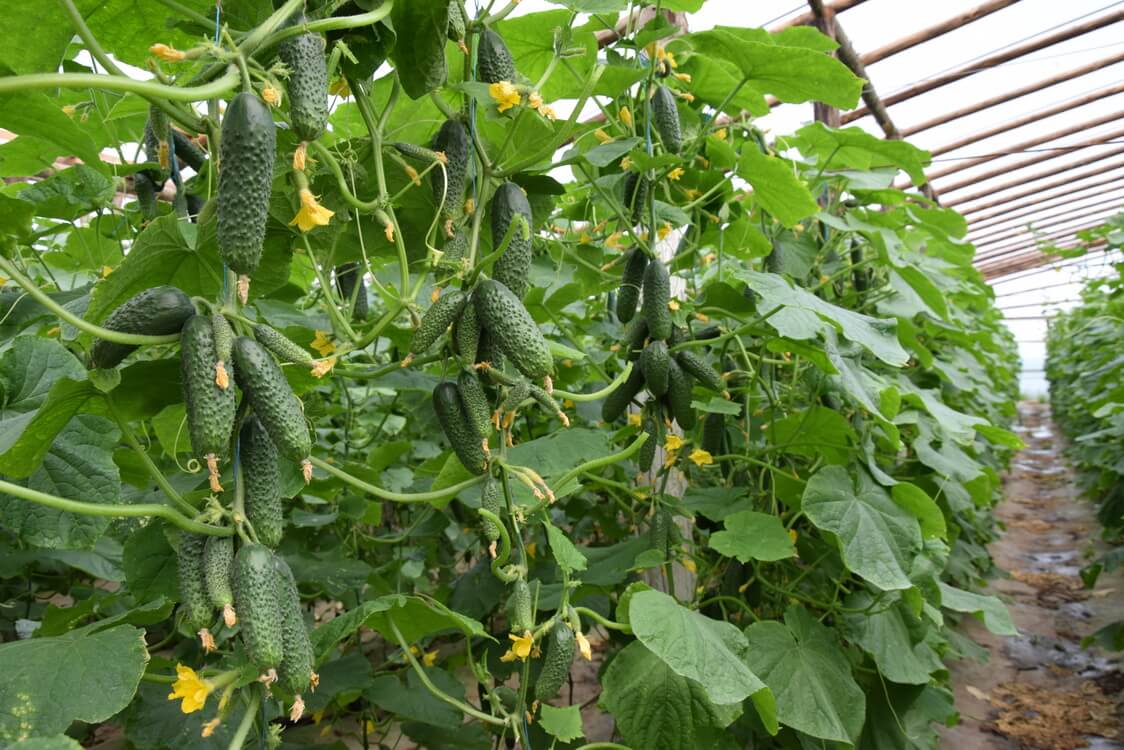 10 Intrebari despre aplicarea ingrasamintelor la culturile de legume