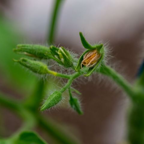 Caderea florilor la tomate, avortarea si stimularea