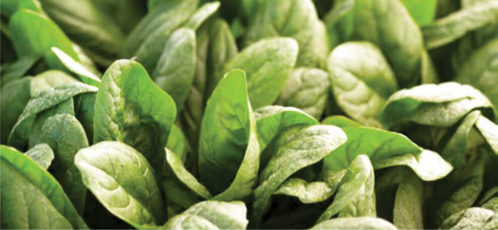 ODYSSEUS F1