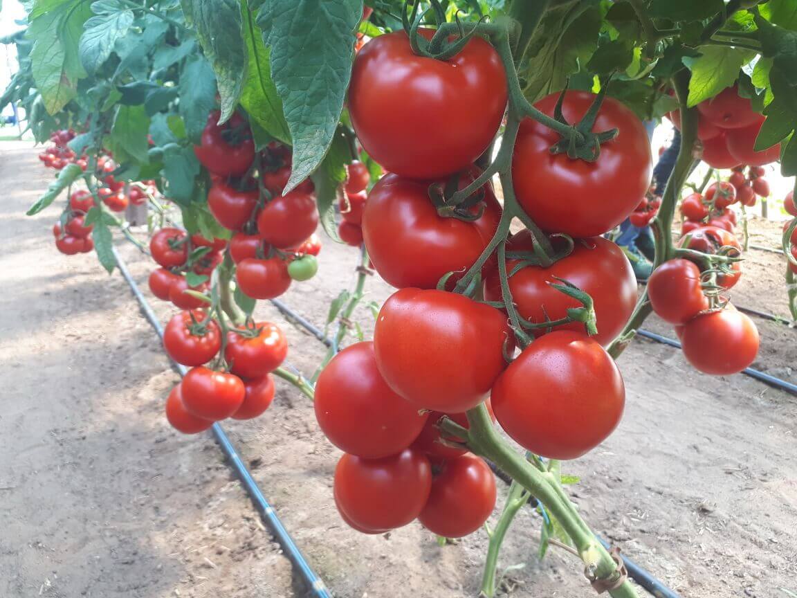 DONNATINO F1