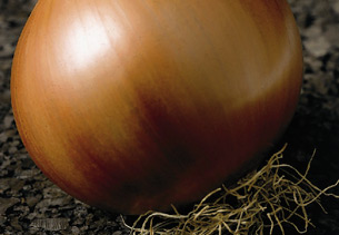 VALENCIANA TARDIA 